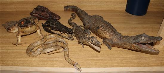 Taxidermic reptiles